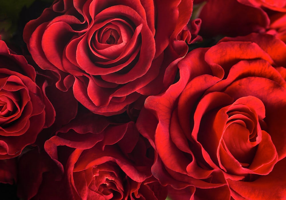 Red roses clustered together, displaying their intricate layers of petals, set against a dark background of shadows and faint green foliage.