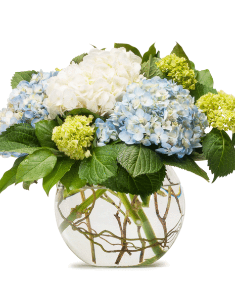 Hydrangea Love